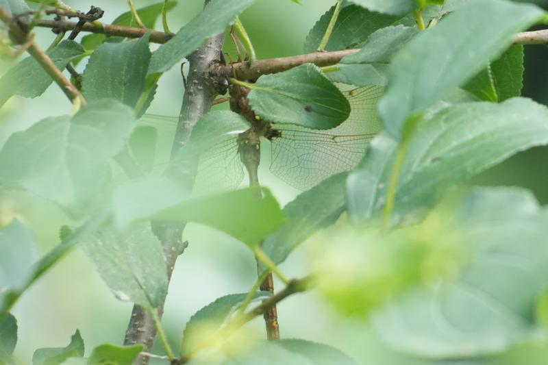 Photo of Fawn Darner