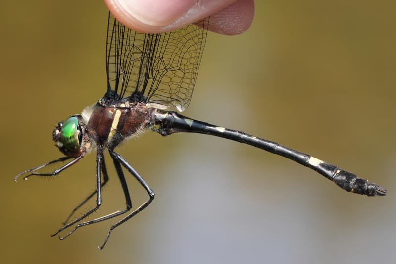Photo of Swift River Cruiser (Illinois River Cruiser ssp.)