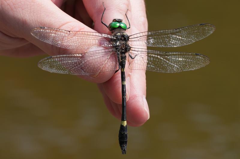 Photo of Swift River Cruiser (Illinois River Cruiser ssp.)