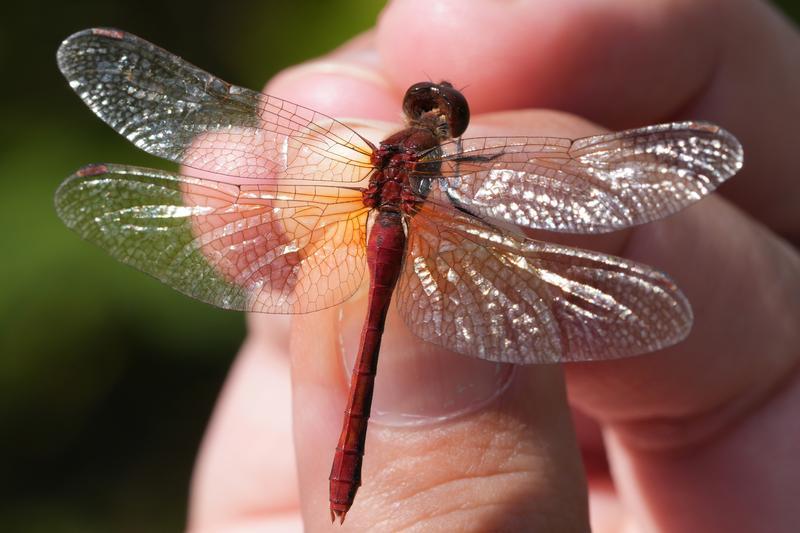 Photo of Cherry-faced Meadowhawk