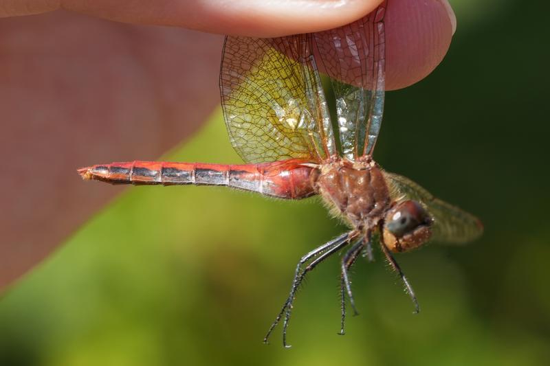 Photo of Cherry-faced Meadowhawk