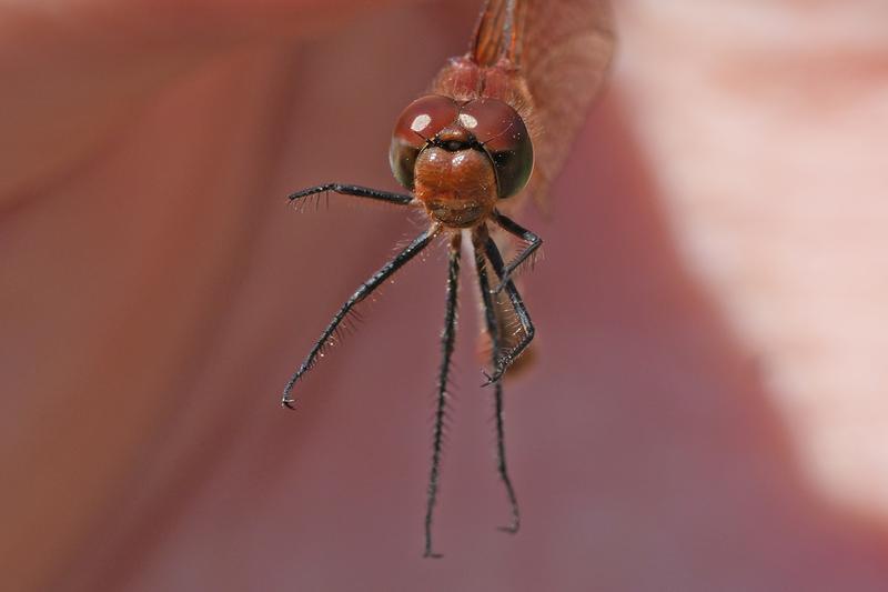 Photo of Cherry-faced Meadowhawk