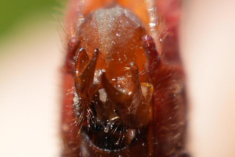 Photo of Ruby Meadowhawk