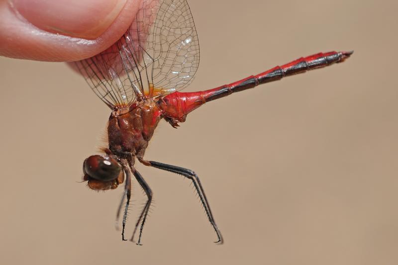 Photo of Ruby Meadowhawk