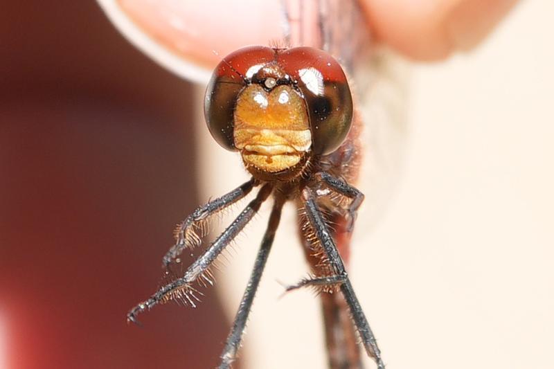 Photo of Ruby Meadowhawk