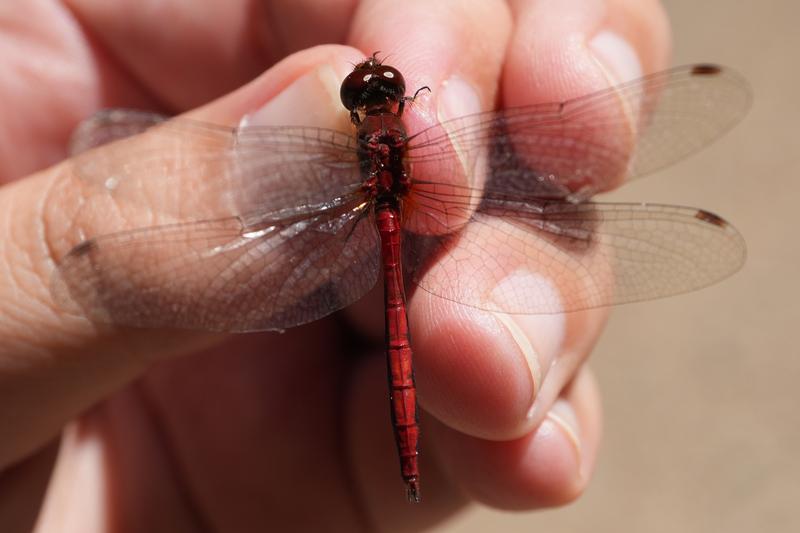 Photo of Ruby Meadowhawk