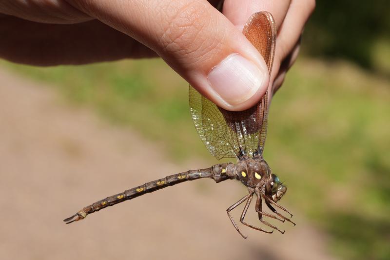 Photo of Fawn Darner