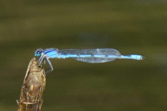 Photo of Familiar Bluet