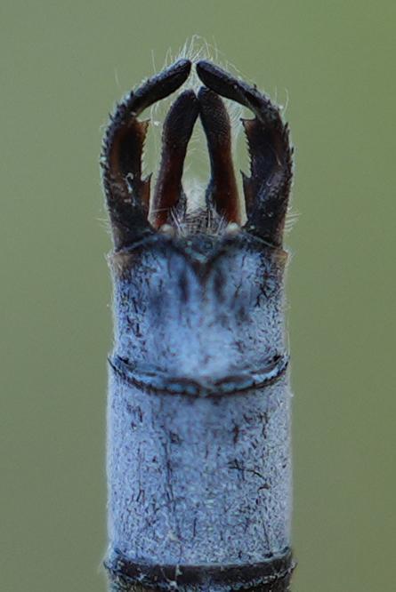 Photo of Northern Spreadwing