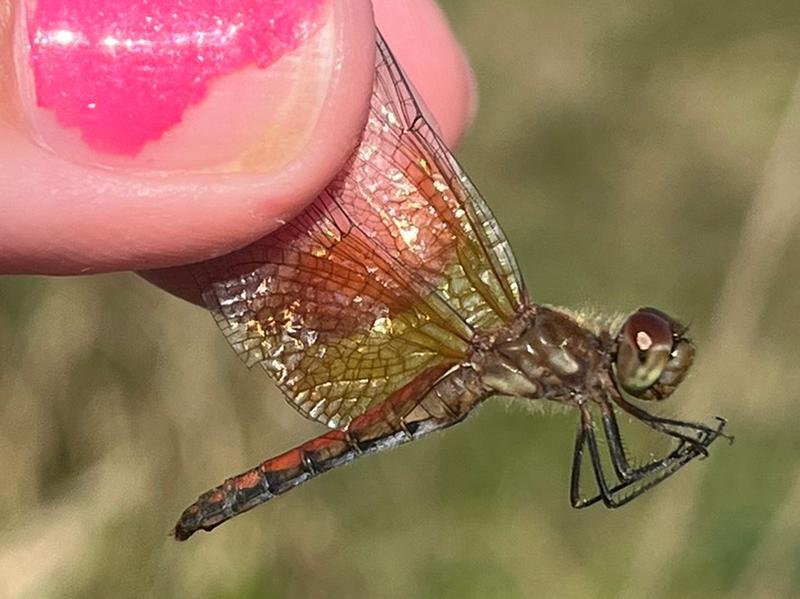 Photo of Band-winged Meadowhawk