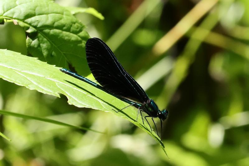 Photo of Ebony Jewelwing