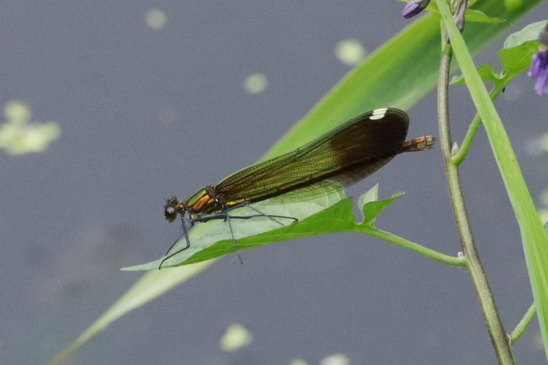 Photo of River Jewelwing