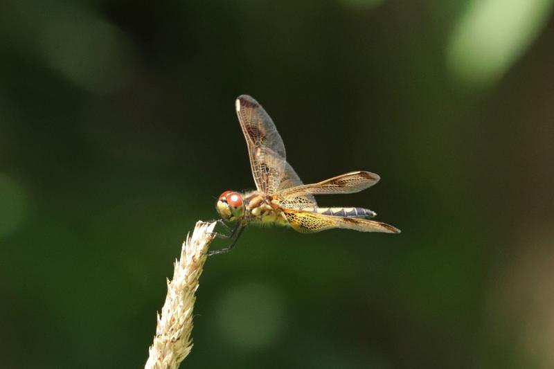 Photo of Halloween Pennant