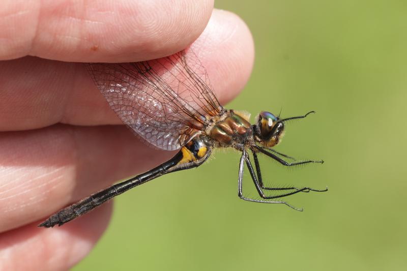 Photo of Racket-tailed Emerald