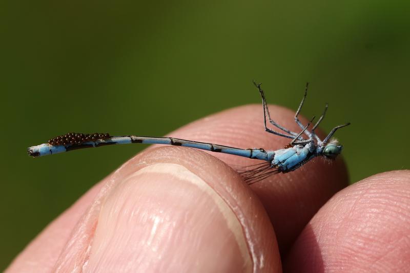 Photo of Marsh Bluet