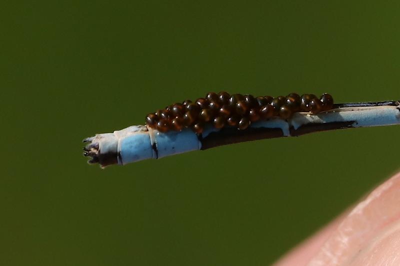 Photo of Marsh Bluet