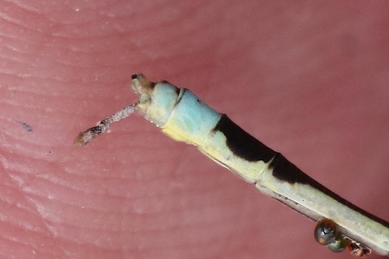 Photo of Vesper Bluet