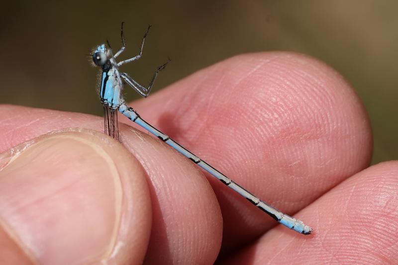 Photo of Hagen's Bluet
