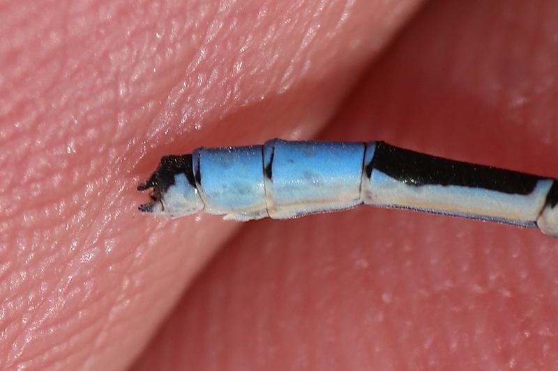 Photo of Hagen's Bluet