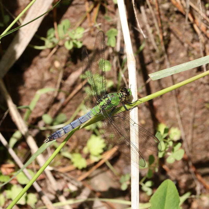 Photo of Eastern Pondhawk