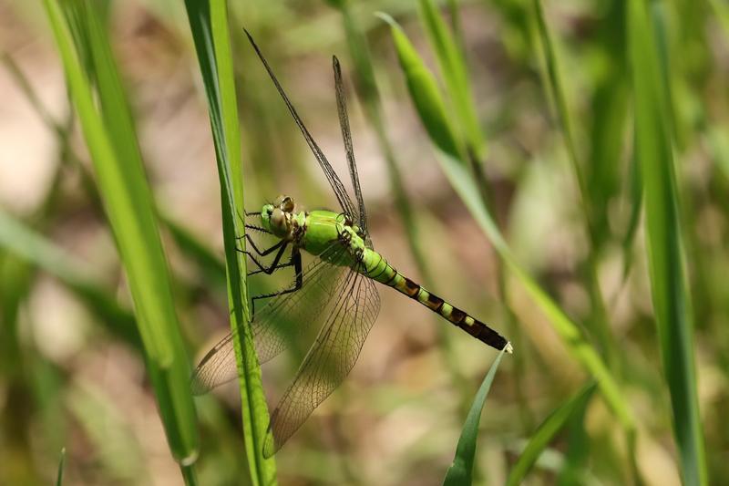 Photo of Eastern Pondhawk
