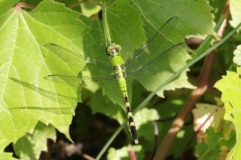 Photo of Eastern Pondhawk