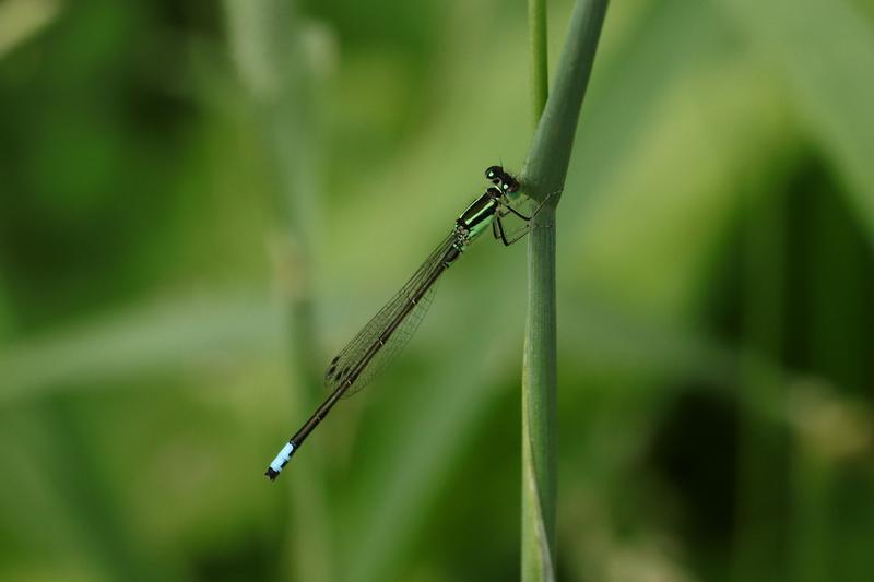 Photo of Eastern Forktail