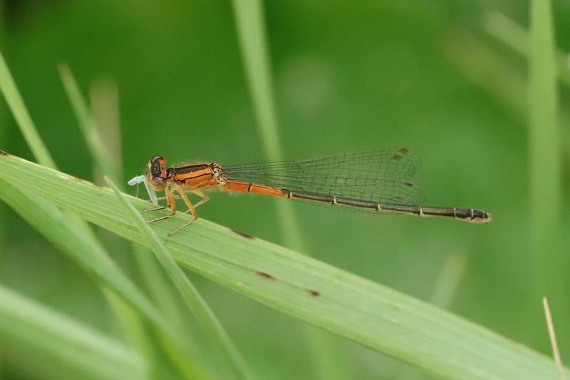 Photo of Eastern Forktail