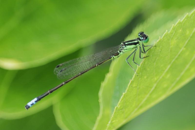 Photo of Eastern Forktail