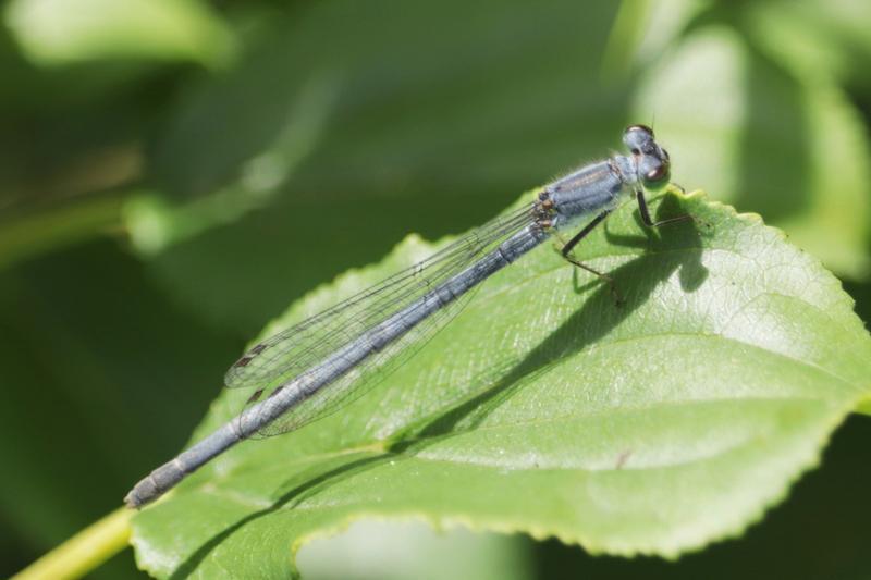 Photo of Eastern Forktail
