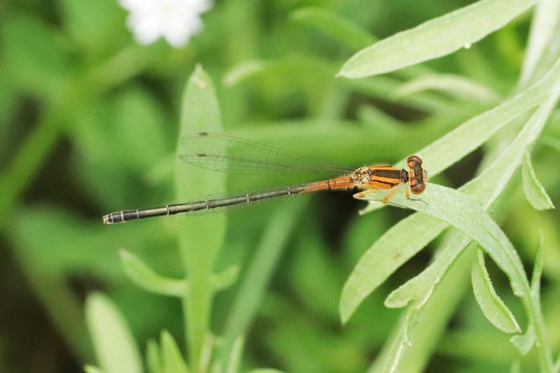 Photo of Eastern Forktail
