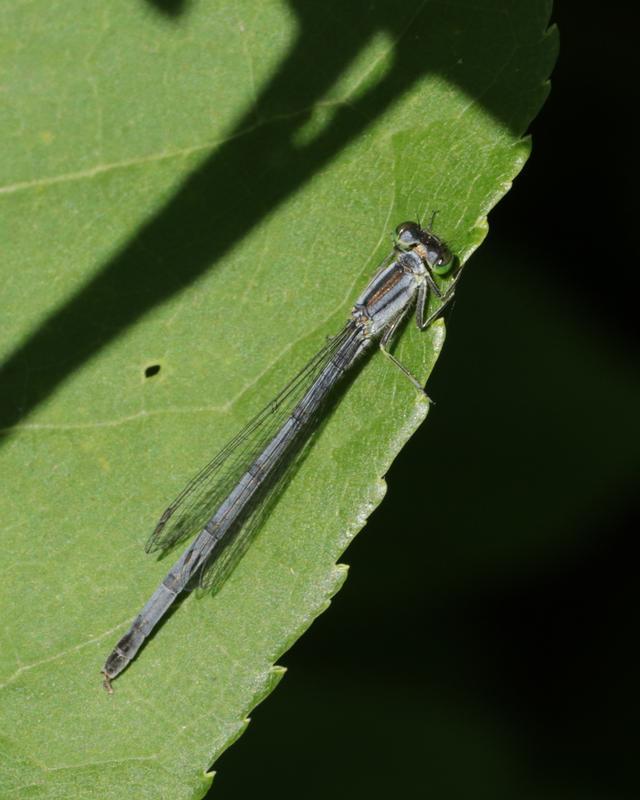 Photo of Eastern Forktail