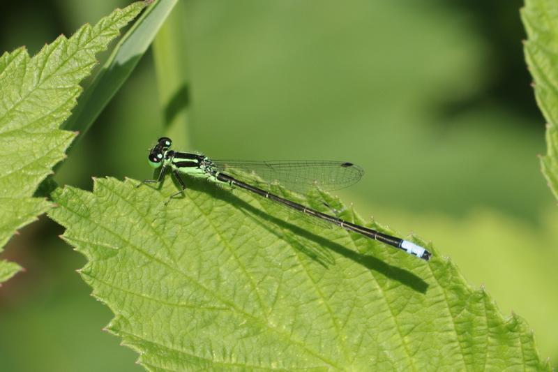 Photo of Eastern Forktail
