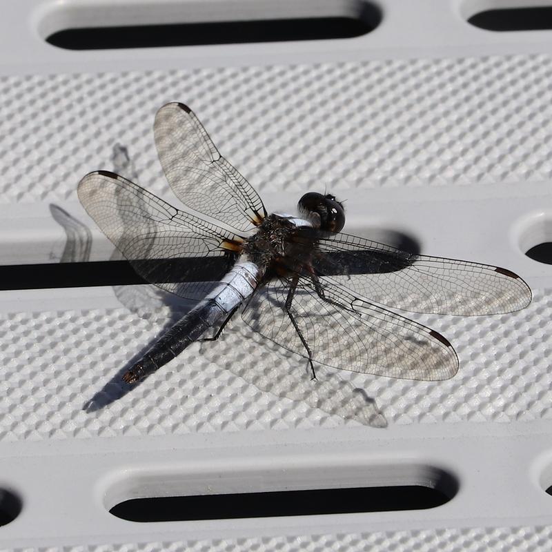 Photo of Chalk-fronted Corporal