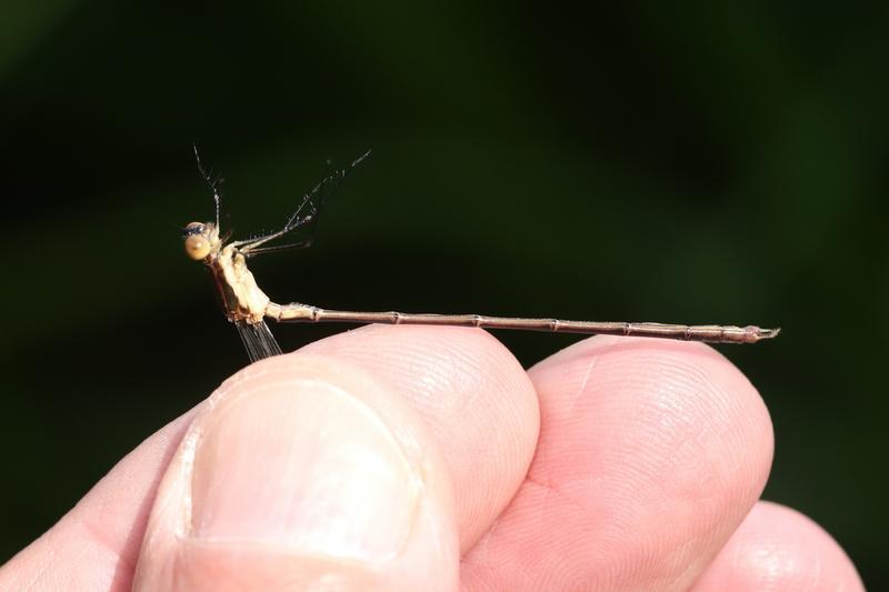 Photo of Swamp Spreadwing