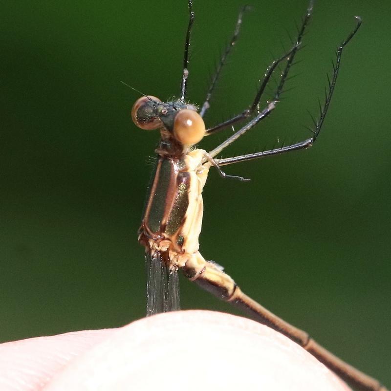 Photo of Swamp Spreadwing