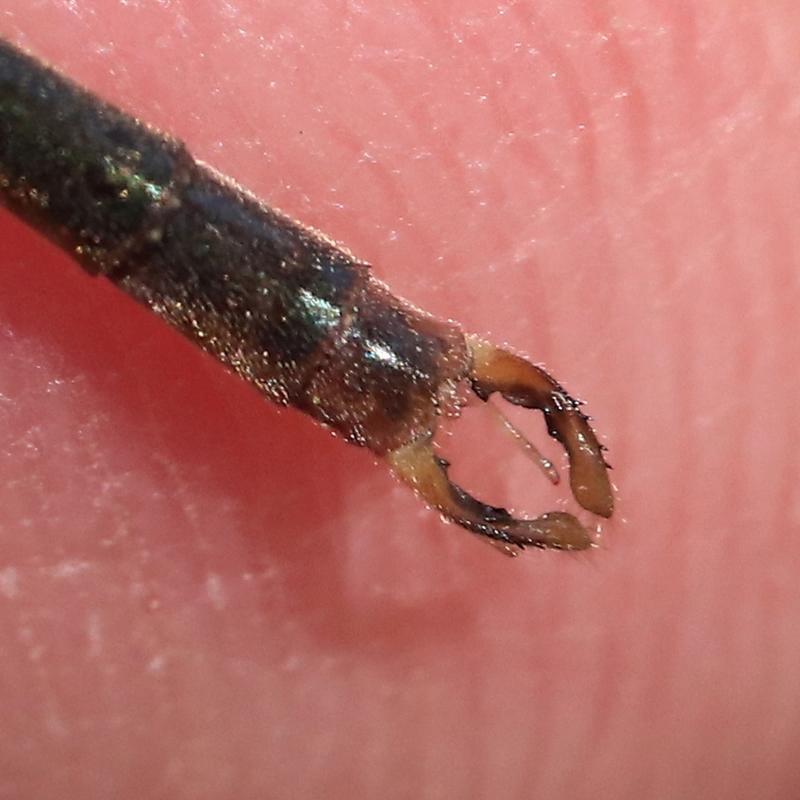 Photo of Swamp Spreadwing