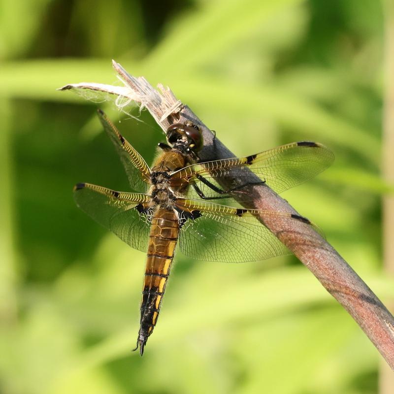 Photo of Four-spotted Skimmer