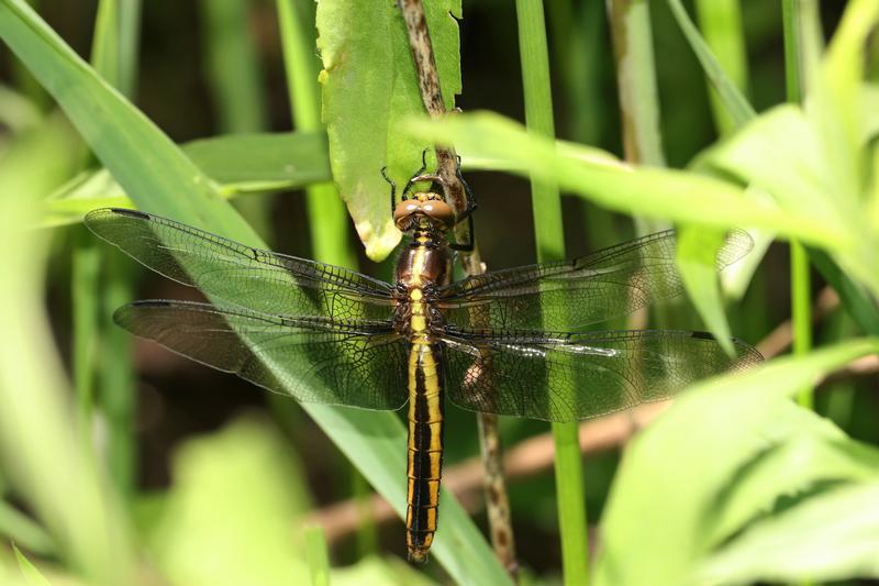 Photo of Widow Skimmer