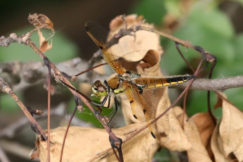 Photo of Four-spotted Skimmer