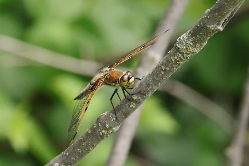 Photo of Four-spotted Skimmer