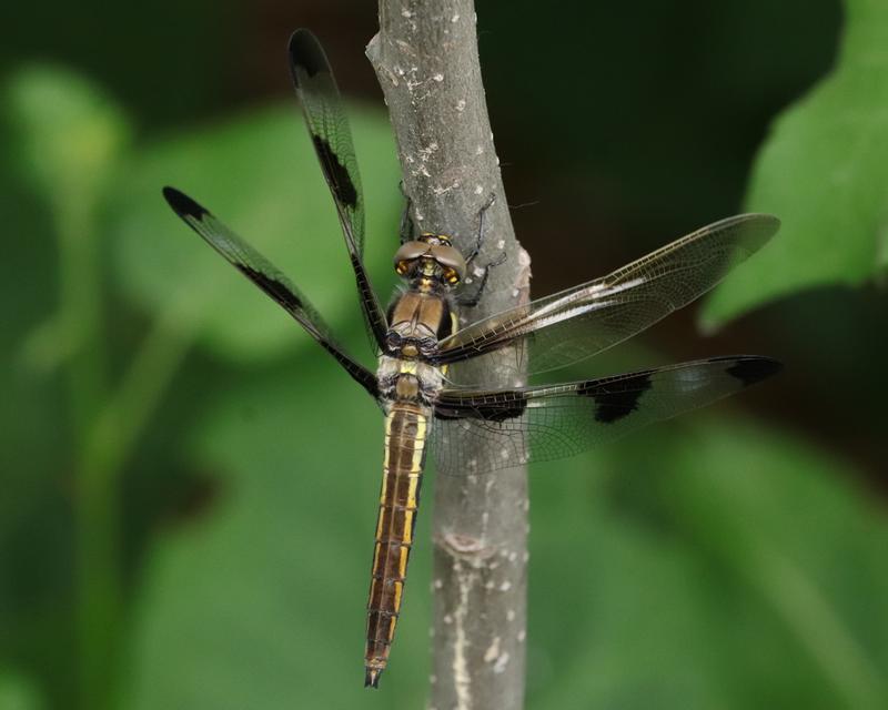 Photo of Twelve-spotted Skimmer