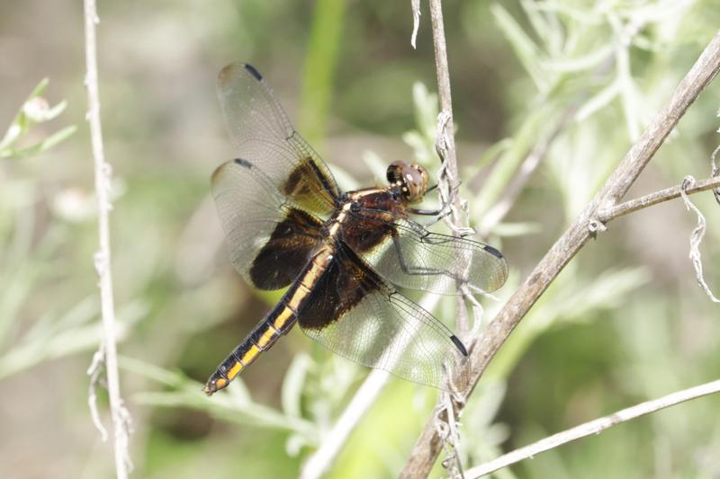 Photo of Widow Skimmer