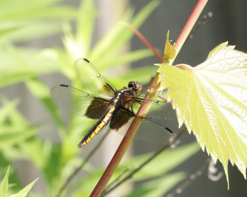 Photo of Widow Skimmer