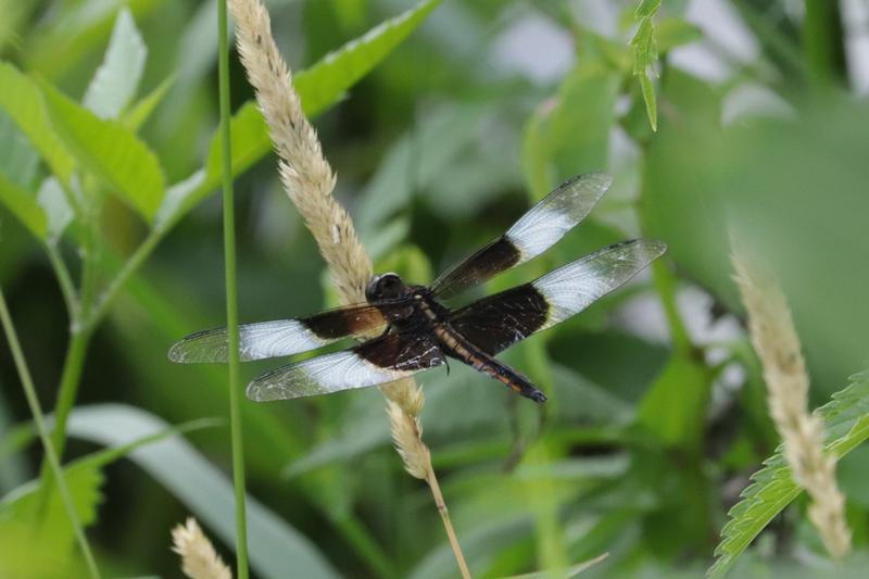 Photo of Widow Skimmer