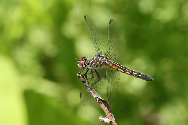 Photo of Blue Dasher