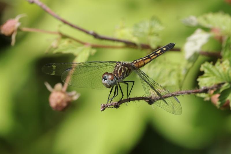 Photo of Blue Dasher