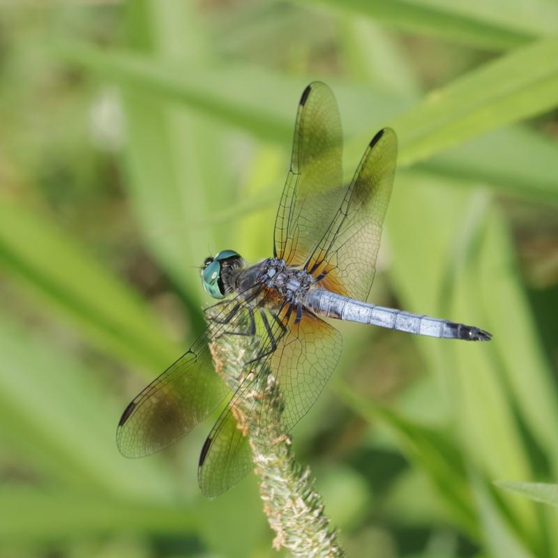 Photo of Blue Dasher