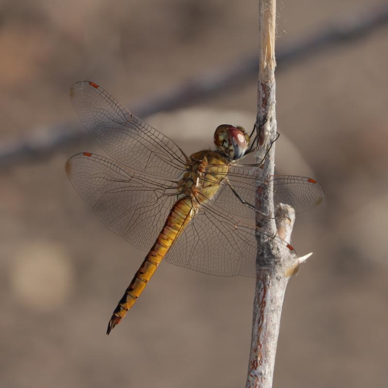 Photo of Wandering Glider