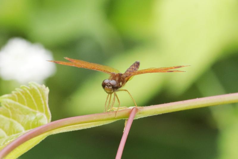 Photo of Eastern Amberwing